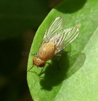 Dryomyza flaveola-1