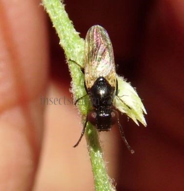Calliopum sp-1