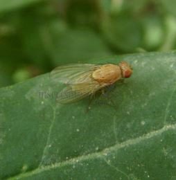 Aulogastromyia anisodactyla-2