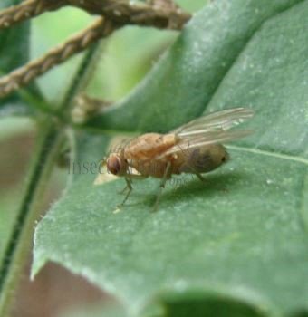 Lauxaniidae -1