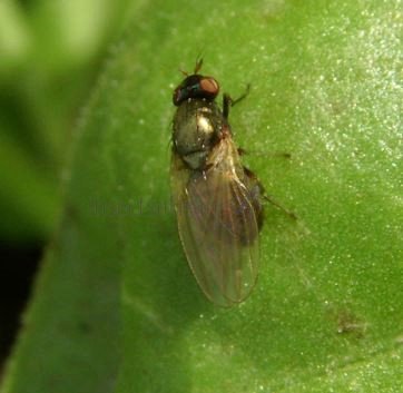 Calliopum aeneum-2