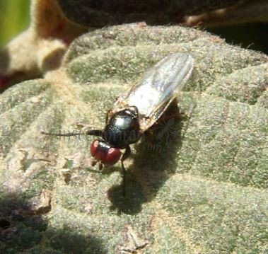 Calliopum aeneum-3