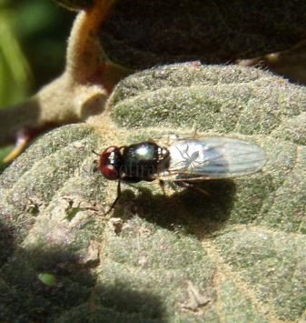 Calliopum aeneum-4