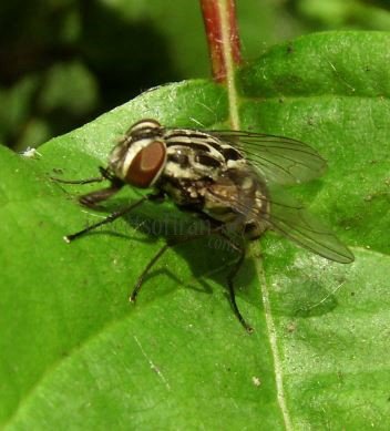 Graphomya maculata-3