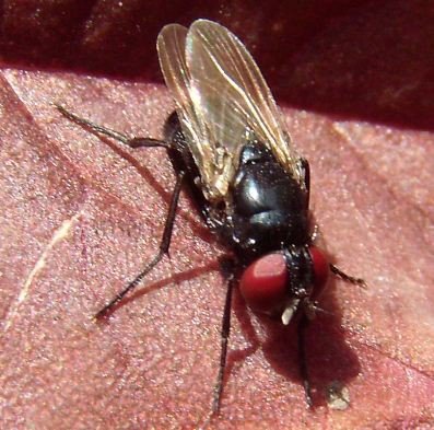 Hydrotaea diabolus