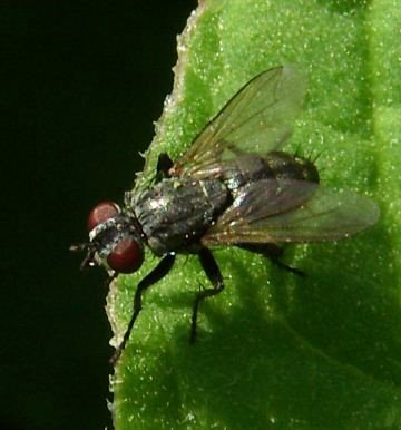 Hydrotaea diabolus-2