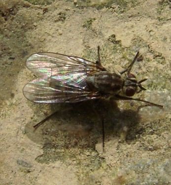 Coenosia attenuata