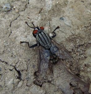 Sarcophaga haemorrhoidalis-1