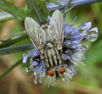Sarcophaga haemorrhoidalis