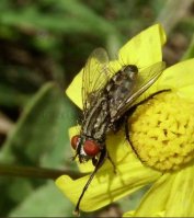 Sarcophaga vagans -1