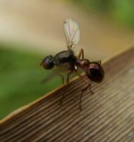 Sepsis violacea-4