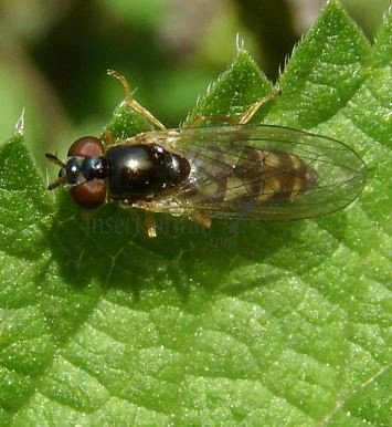 Didea fasciat