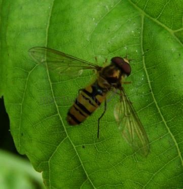 Episyrphus balteatus-12