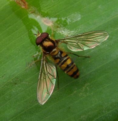 Episyrphus balteatus-15