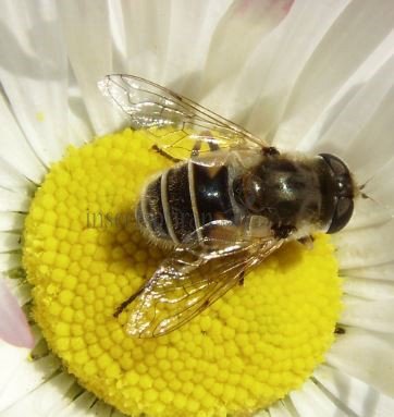 Eristalis arbustorum-12