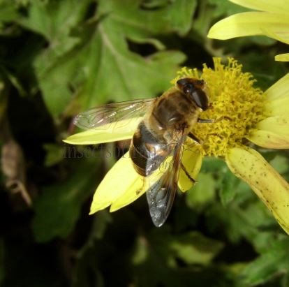 Eristalis rupium-1