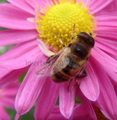 Eristalis sp-1
