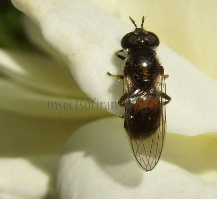 Paragus bicolor -1
