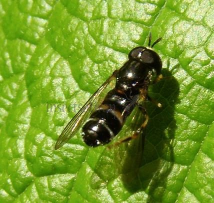 Paragus sp-1