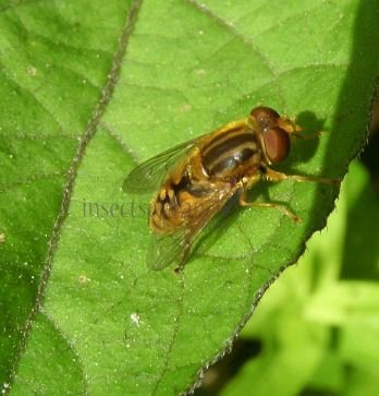 Parhelophilus versicolor-1