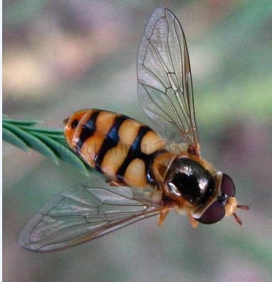 Metasyrphus corollae