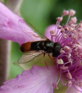 Paragus bicolor-3