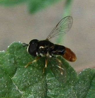 Paragus bicolor-4