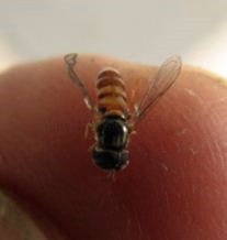 Paragus sp-1