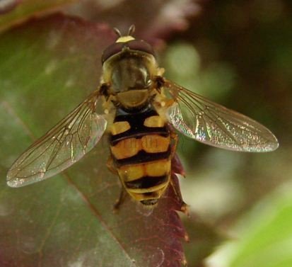 Epistrophe eligans -1