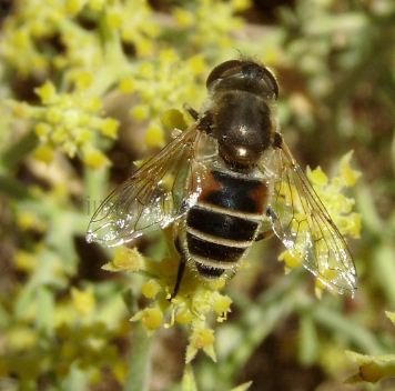 Eristalis arbustorum -7
