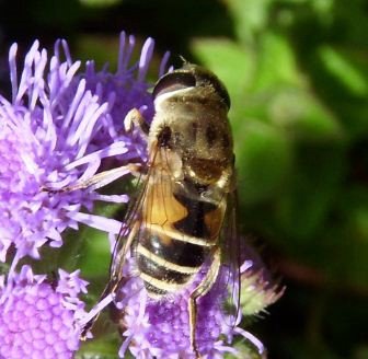 Eristalis arbustorum -8