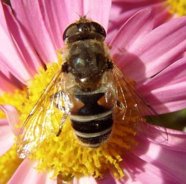 Eristalis arbustorum -9
