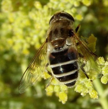 Eristalis dimidiata -1