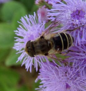 Eristalis dimidiata -2