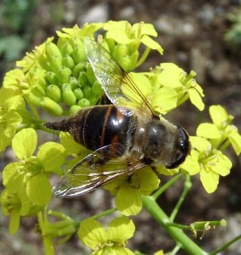 Eristalis pertenax-2