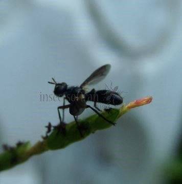 Cylindromyia rufipes -5