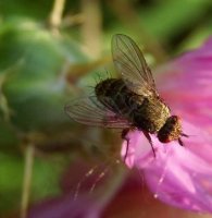 Siphona cristata- 3