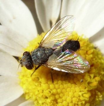 Cyrtophleba vernalis-1