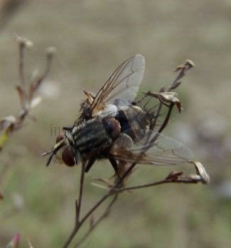 Exorista larvarum