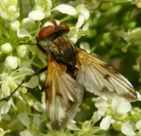 Phasia hemiptera-1
