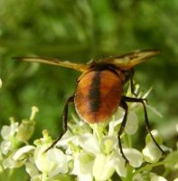 Phasia hemiptera-2