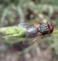 Phasia obesa -1
