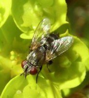 Phryxe vulgaris -1