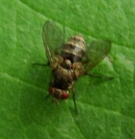 Siphona cristata