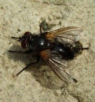 Ramonda latifrons-1