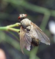 Siphona  sp