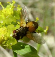 Tachinidae-4