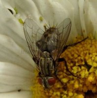 Tachinidae-8