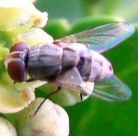 Tachinidae-12