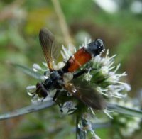 Cylindromyia bicolor-2